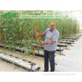 Hydroponics System for Tomato Greenhouse